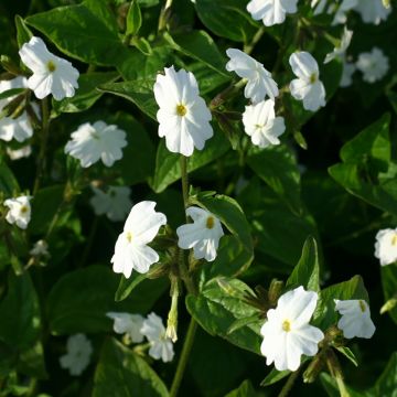 Browallia speciosa White Lady em sementes