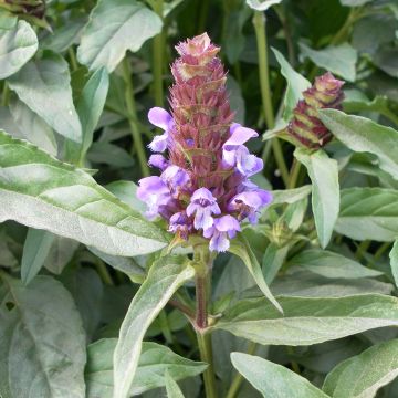 Prunella vulgaris em sementes