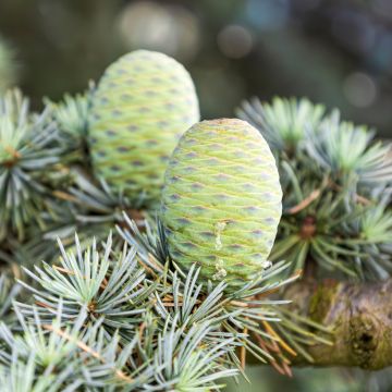 Cedrus atlantica em sementes