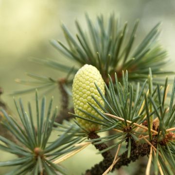 Cedrus libani em sementes