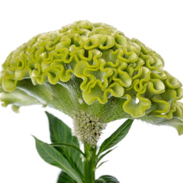 Crista-de-galo Act Verda em sementes