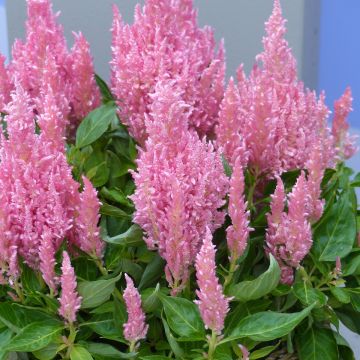 Celosia spicata Flamma Pink em sementes - Crista-de-galo