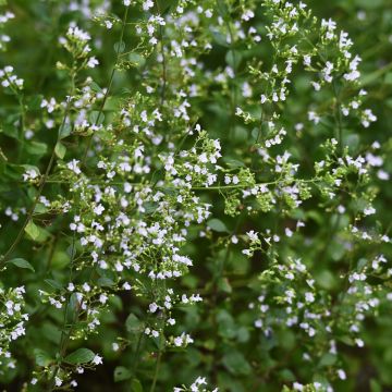 Calamintha nepeta em sementes Calamintha nepeta em sementes
