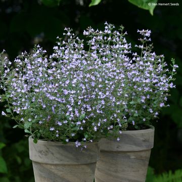 Calamintha nepeta Marvelette Blue em sementes
