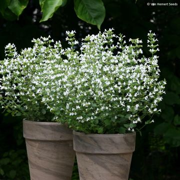 Calamintha nepeta Marvelette White em sementes Calamintha nepeta Marvelette White em sementes