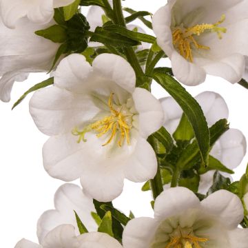 Sementes de Campânula média F1 Big Ben Branca Imp. (sementes revestidas)