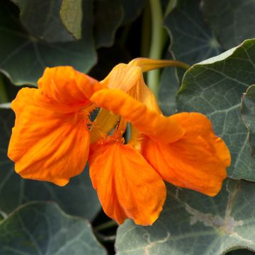 Capuchinha Baby Orange em sementes - Tropaeolum minus