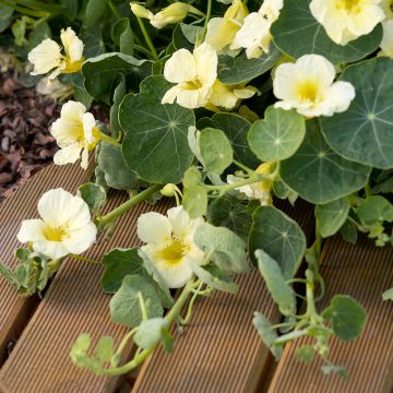 Sementes de Nastúrcio Anão 'Milkmaid' - <em>Tropaeolum majus</em>