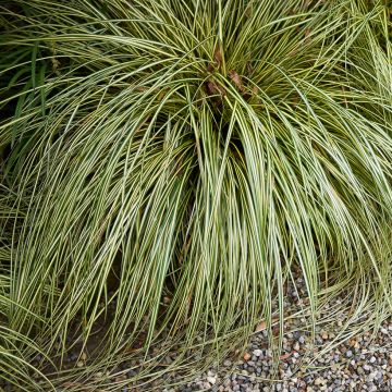 Carex comans Amazon Mist em sementes