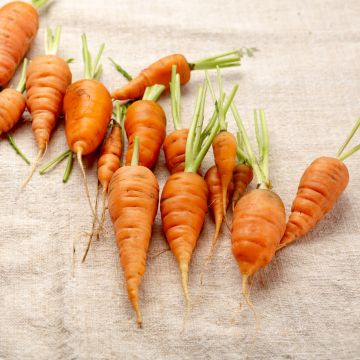 Cenoura Katrin sementes