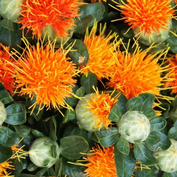 Carthamus tinctorius Zanzibar Orange em sementes