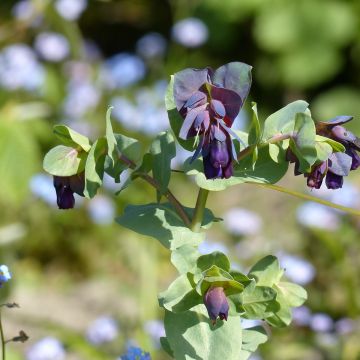 Cerinthe major Purpurascens Kiwi Blue em sementes