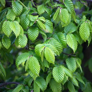 Carpinus betulus em sementes