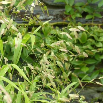 Chasmanthium latifolium em sementes