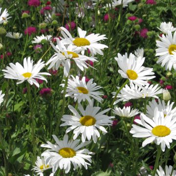 Chrysanthemum paludosum Snow Daisy em sementes