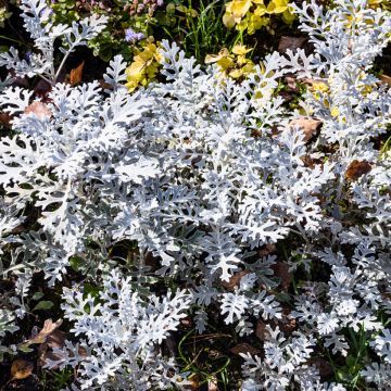 Senecio cineraria Silver Dust em sementes