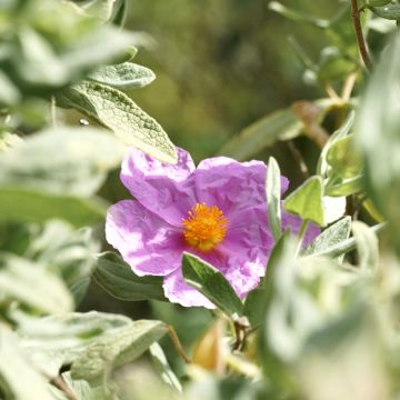 Sementes de Cistus albidus