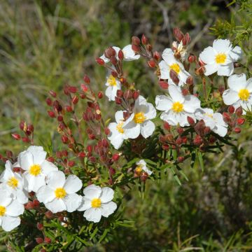 Sementes de Cistus de Montpellier