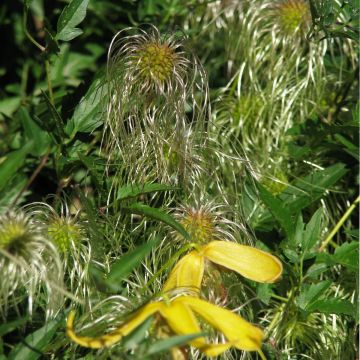 Clematis tangutica Helios em sementes