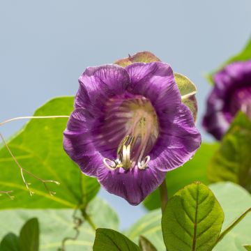 Cobea scandens Violet Blue Bells em sementes