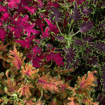 Cóleo Colocha Mix em sementes - Coleus scutellarioides