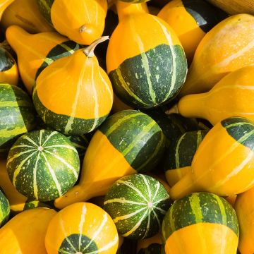 Curgete Pear Bicolor em sementes