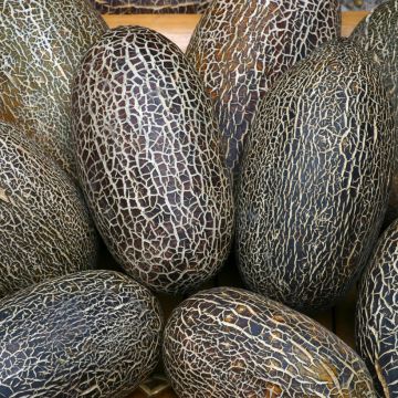 Pepino Sikkim sementes