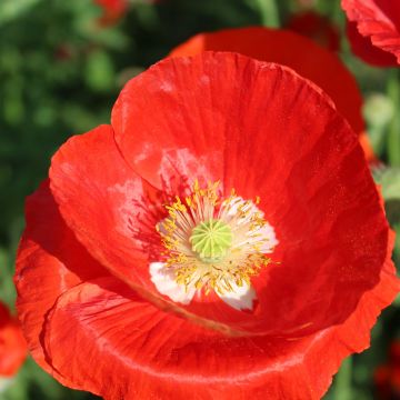 Papaver rhoeas American Legion em sementes