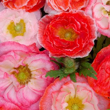 Papaver rhoeas Falling in Love em sementes