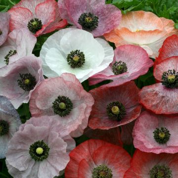 Papaver rhoeas Parelmoer em sementes