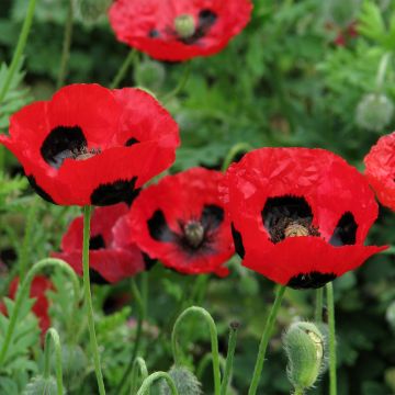 Papaver commutatum Ladybird em sementes