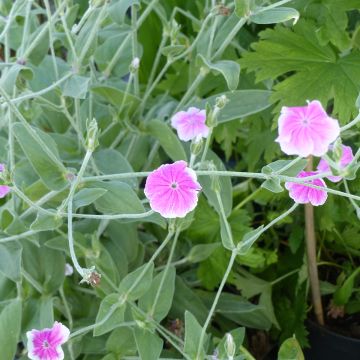 Lychnis coronaria Angel's Blush em sementes - Candelária-dos-jardins