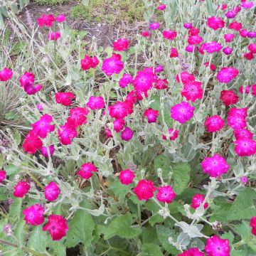 Lychnis coronaria Atrosanguinea em sementes - Candelária-dos-jardins