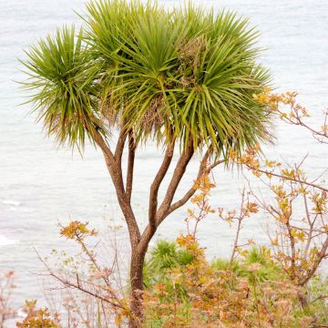 Cordyline australis em sementes