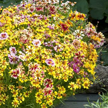 Coreopsis × tinctoria Incredible Sea Shells Mix em sementes