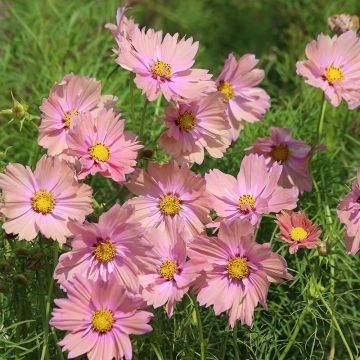 Cosmea Apricotta em sementes