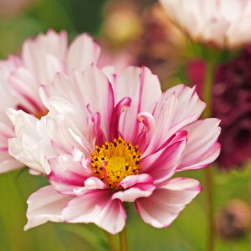 Cosmea Double Click Bicolor Pink em sementes