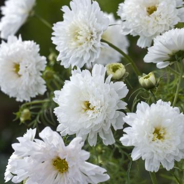 Cosmea Double Click Snow Puff em sementes