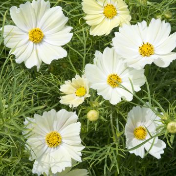 Cosmos sulphureus Kiiro em sementes