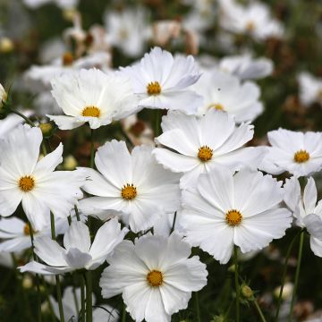 Cosmea Lucinda em sementes