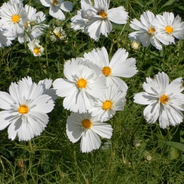 Cosmea Psyché White em sementes