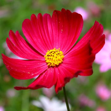 Cosmea Sensation Dazzler em sementes