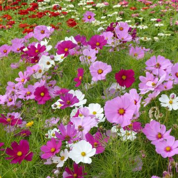 Cosmea Sensation Royal nain Mix em sementes
