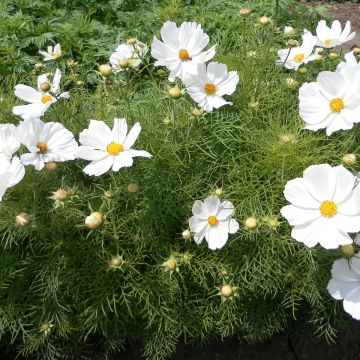 Cosmea Sonata White em sementes