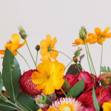 Cosmos sulphureus Crest Orange em sementes