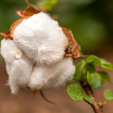 Gossypium herbaceum em sementes