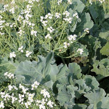 Crambe maritima em sementes