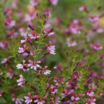Cuphea ramosissima Pink Shimmer em sementes