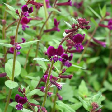Cuphea lanceolata Purple Passion em sementes