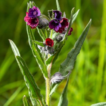 Cynoglossum officinale em sementes